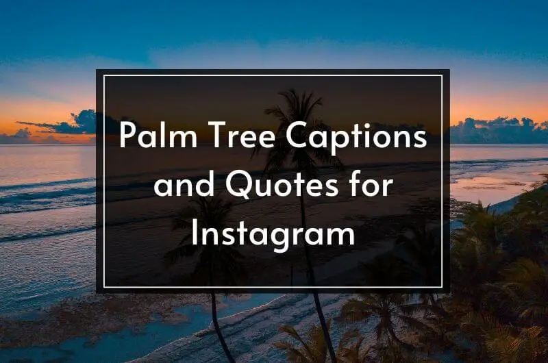 Palm Trees Captions